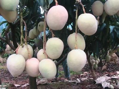 好消息!攀枝花啟動芒果深加工項目,以后想吃芒果干、芒果醬再也不用網購了!