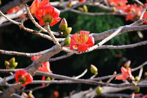 忘了他,來元江,我撿攀枝花養你.....