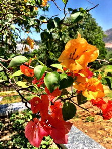 攀枝花的這個(gè)公園改造后美出新高度