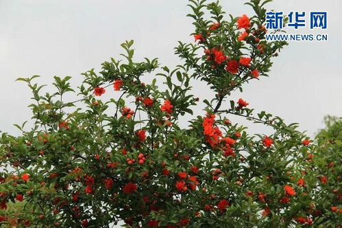 火紅的石榴花開 相約攀枝花大田鎮