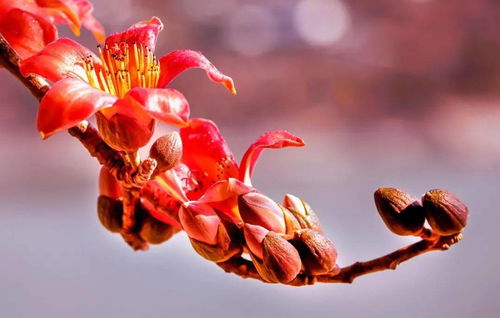 這個(gè)春節(jié),就留在攀枝花暖暖過年吧