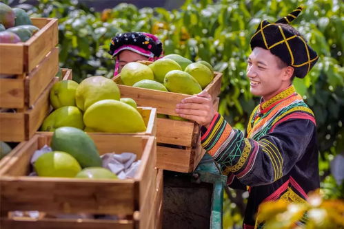 陽(yáng)光的味道 登陸華南華中地區(qū) 攀枝花芒果在湖南甜蜜 圈粉