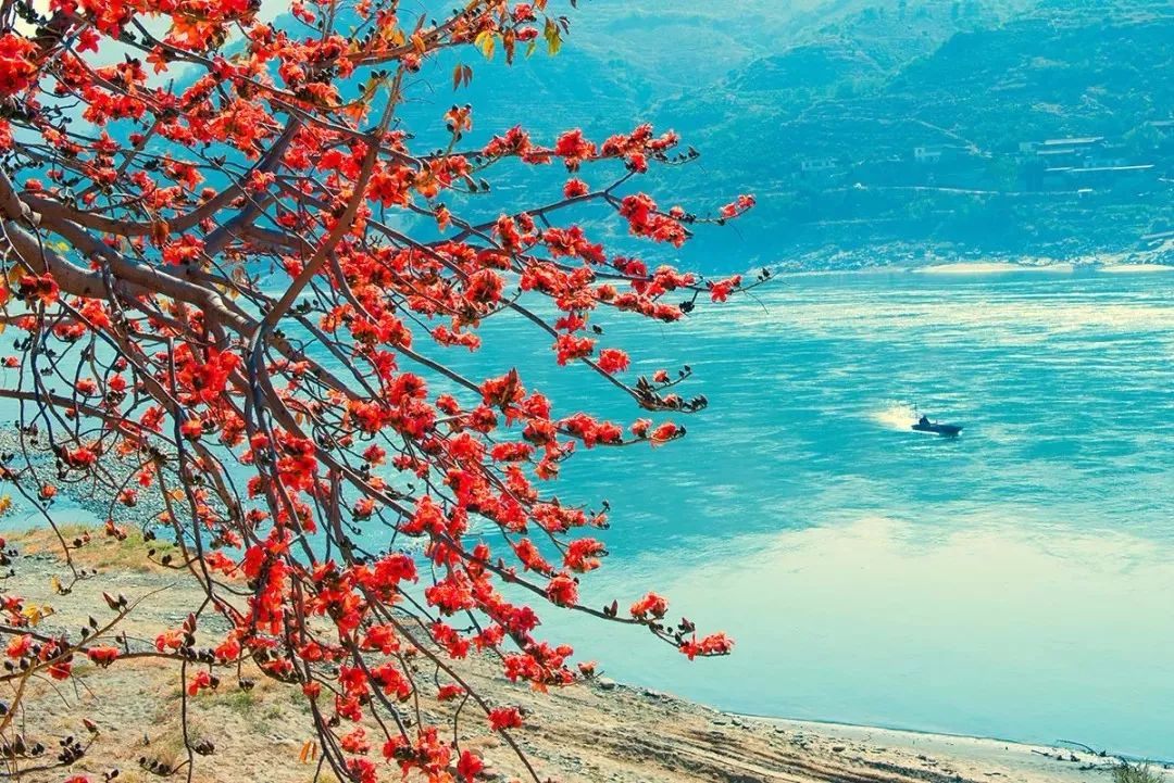 攀枝花開成了紅色海洋，木棉石榴花三角梅輪番上陣，簡(jiǎn)直美翻!