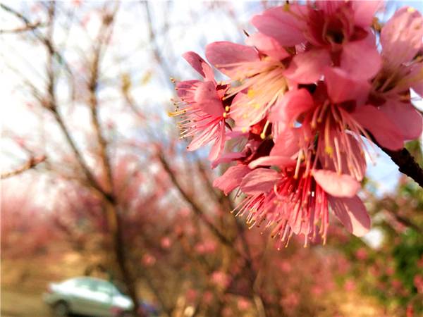 當唯美冬櫻花邂逅 攀枝花藍 是怎樣的燦爛花事 快來看 最意外 的冬天