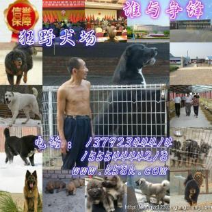 攀枝花肉狗養(yǎng)殖場肉狗苗崽價(jià)格_農(nóng)副產(chǎn)品_世界工廠網(wǎng)