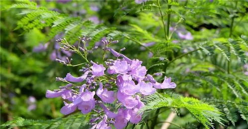 攀枝花最早的藍(lán)花楹開了,周末約起