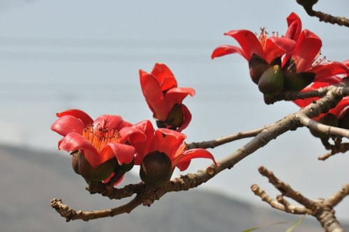 攀枝花成 過冬養(yǎng)老 新寵,超七成市民是東北人,比昆明還安逸