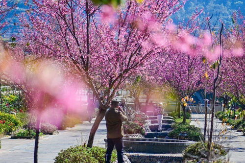 英雄攀枝花 陽光康養(yǎng)地丨最南端 最溫暖 在仁和遇見粉色的冬天