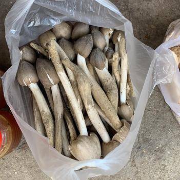 農產品批發供應商馮燕 - 惠農網電腦版