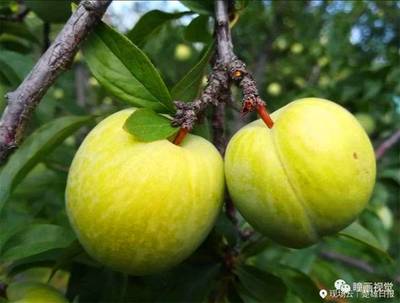 元謀新華鄉首屆鄉村旅游暨桃李節盛大開幕!