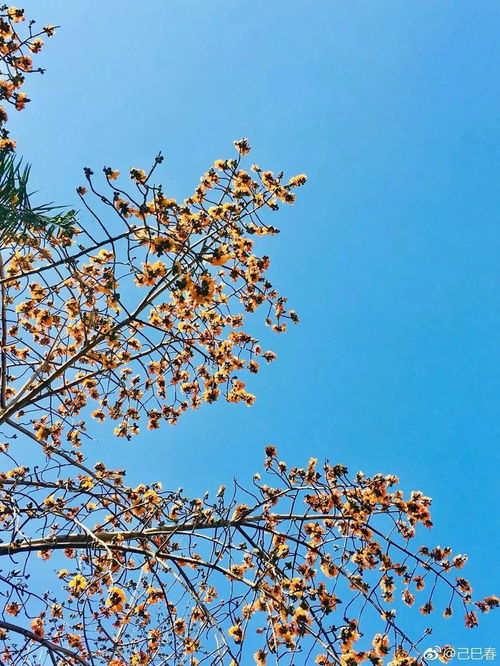 對(duì)不起,我要去攀枝花了