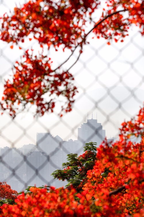 五月的攀枝花,鳳凰花瘋狂怒放,已美成畫(huà) 附海量高清美圖