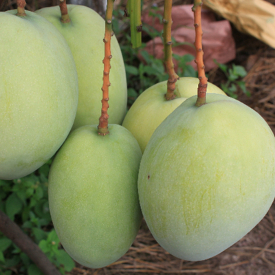 農(nóng)產(chǎn)品質(zhì)量與安全特征庫