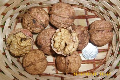 【嫁接李子樹苗】價(jià)格、產(chǎn)品供應(yīng),嫁接李子樹苗廠家批發(fā)-1024商務(wù)網(wǎng)