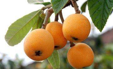 攀枝花十大著名特產，本地人都不一定全知道